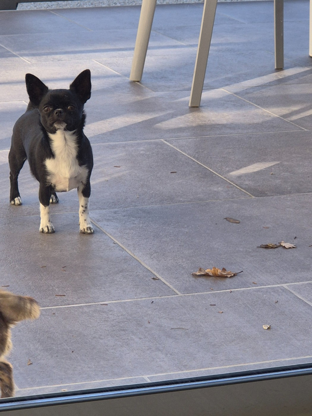 Viky de la vallée d'Uria (Sans Affixe)
