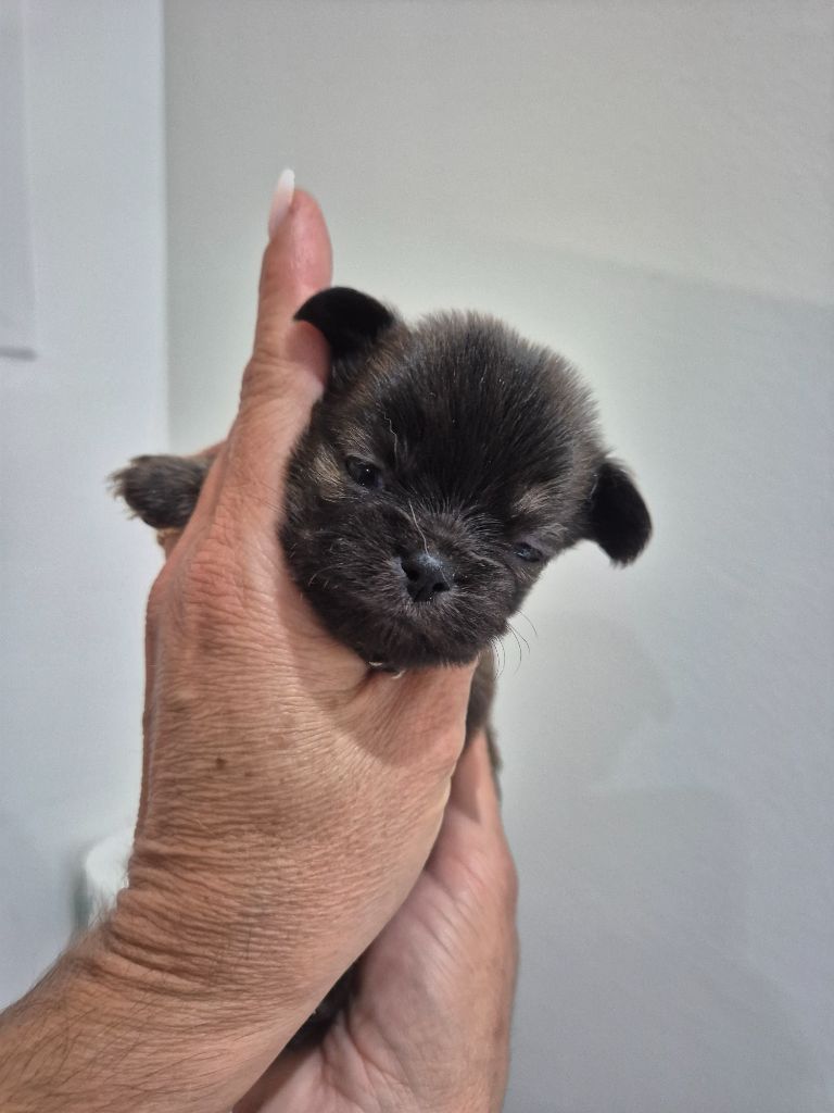 Sarah Fernandez - Chiots disponibles - Chihuahua