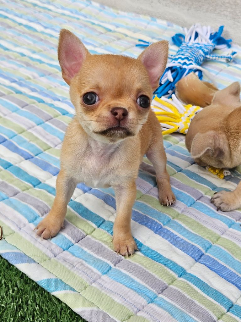 Sarah Fernandez - Chiots disponibles - Chihuahua