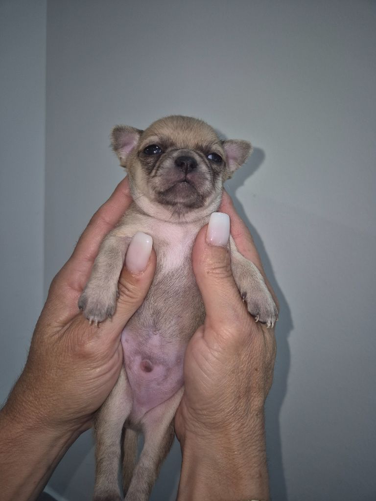 Sarah Fernandez - Chiots disponibles - Chihuahua
