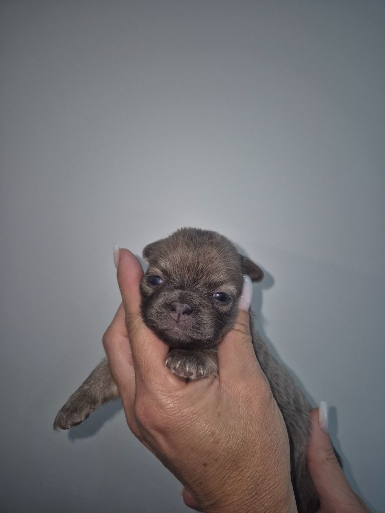 Sarah Fernandez - Chiots disponibles - Chihuahua