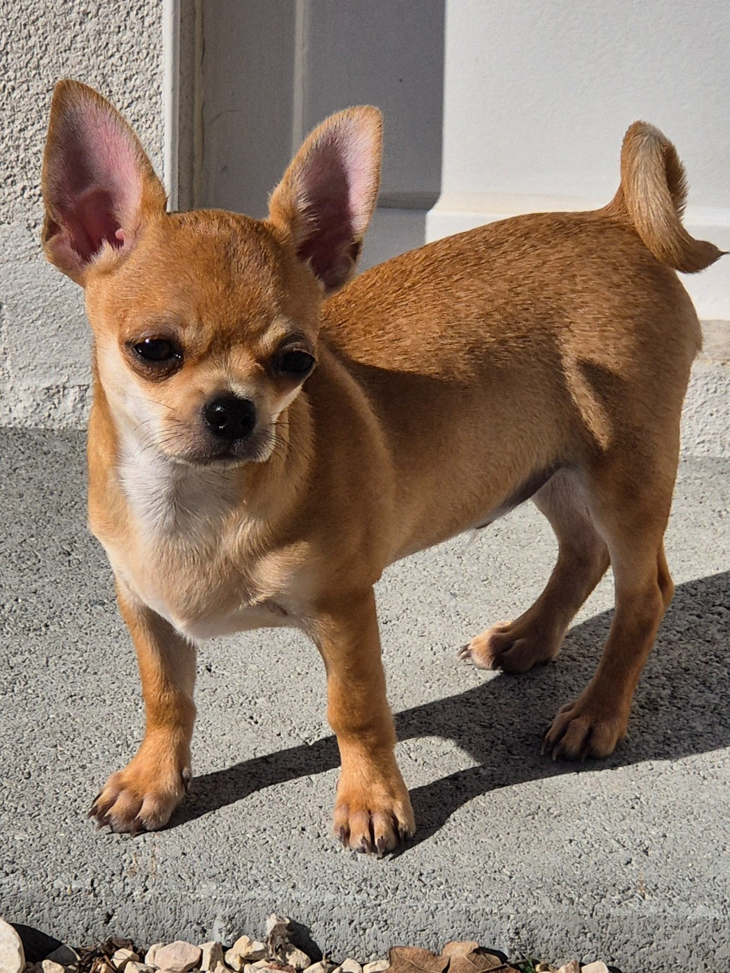 Sarah Fernandez - Chiots disponibles - Chihuahua