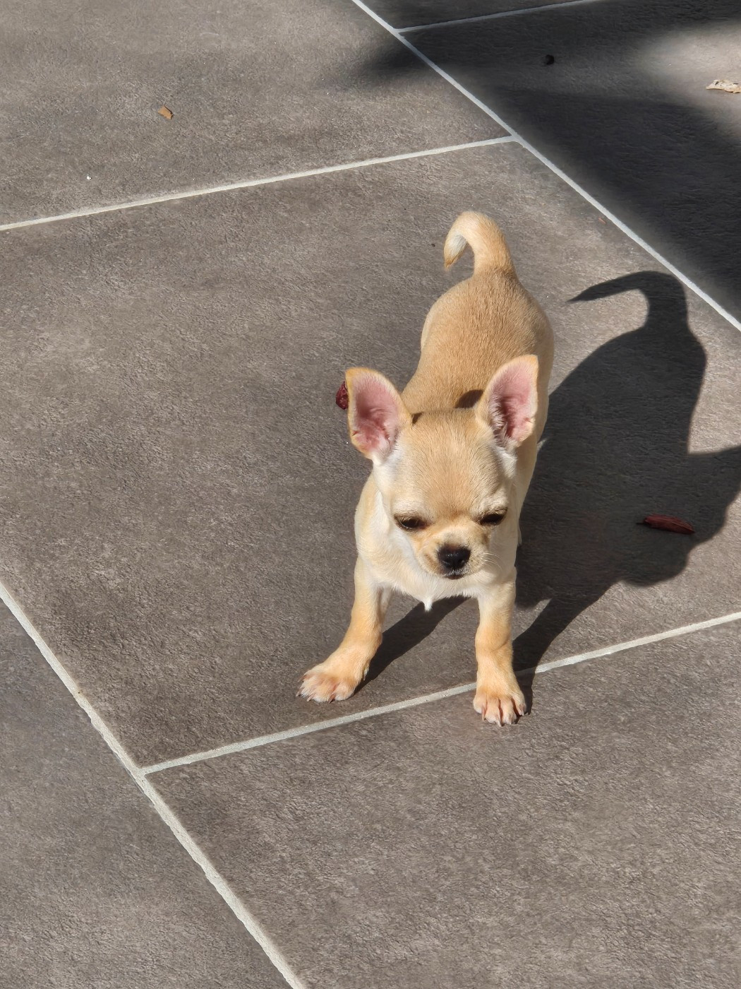 Sarah Fernandez - Chiots disponibles - Chihuahua