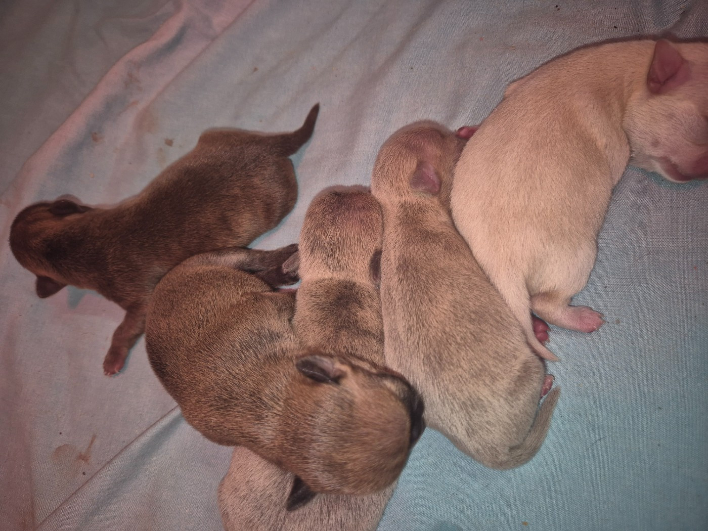 Chiot Chihuahua Sarah Fernandez