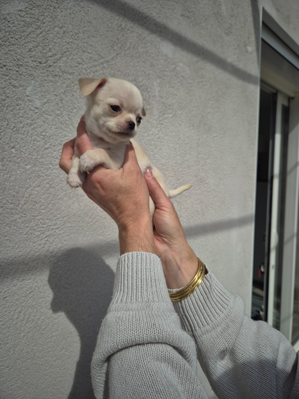 Sarah Fernandez - Chiots disponibles - Chihuahua