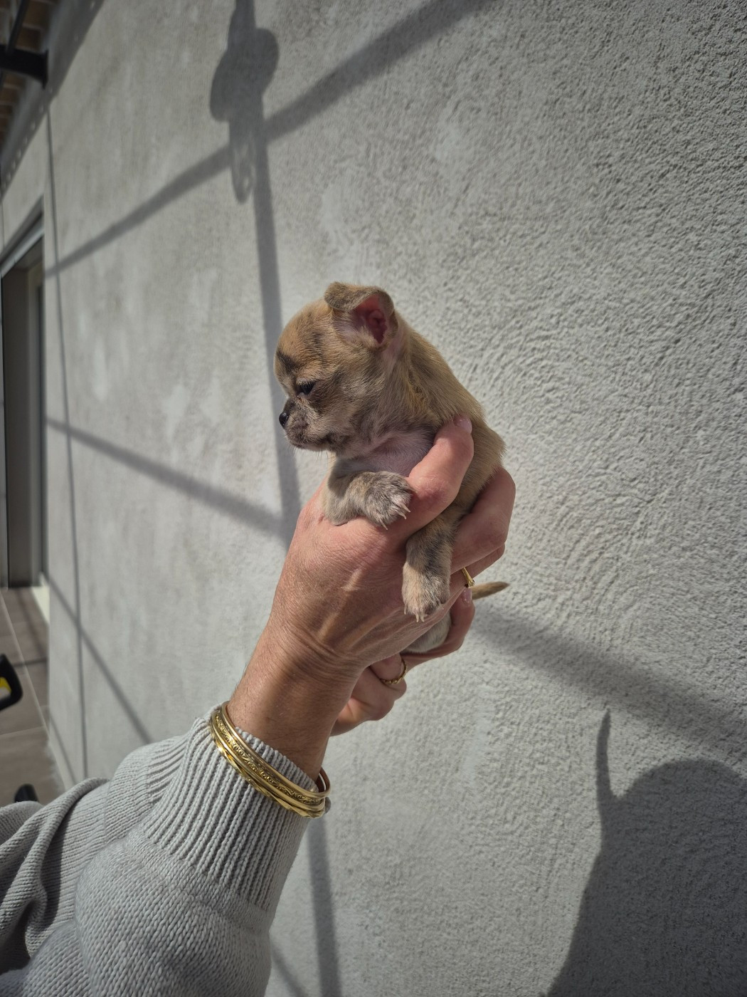 Sarah Fernandez - Chiots disponibles - Chihuahua