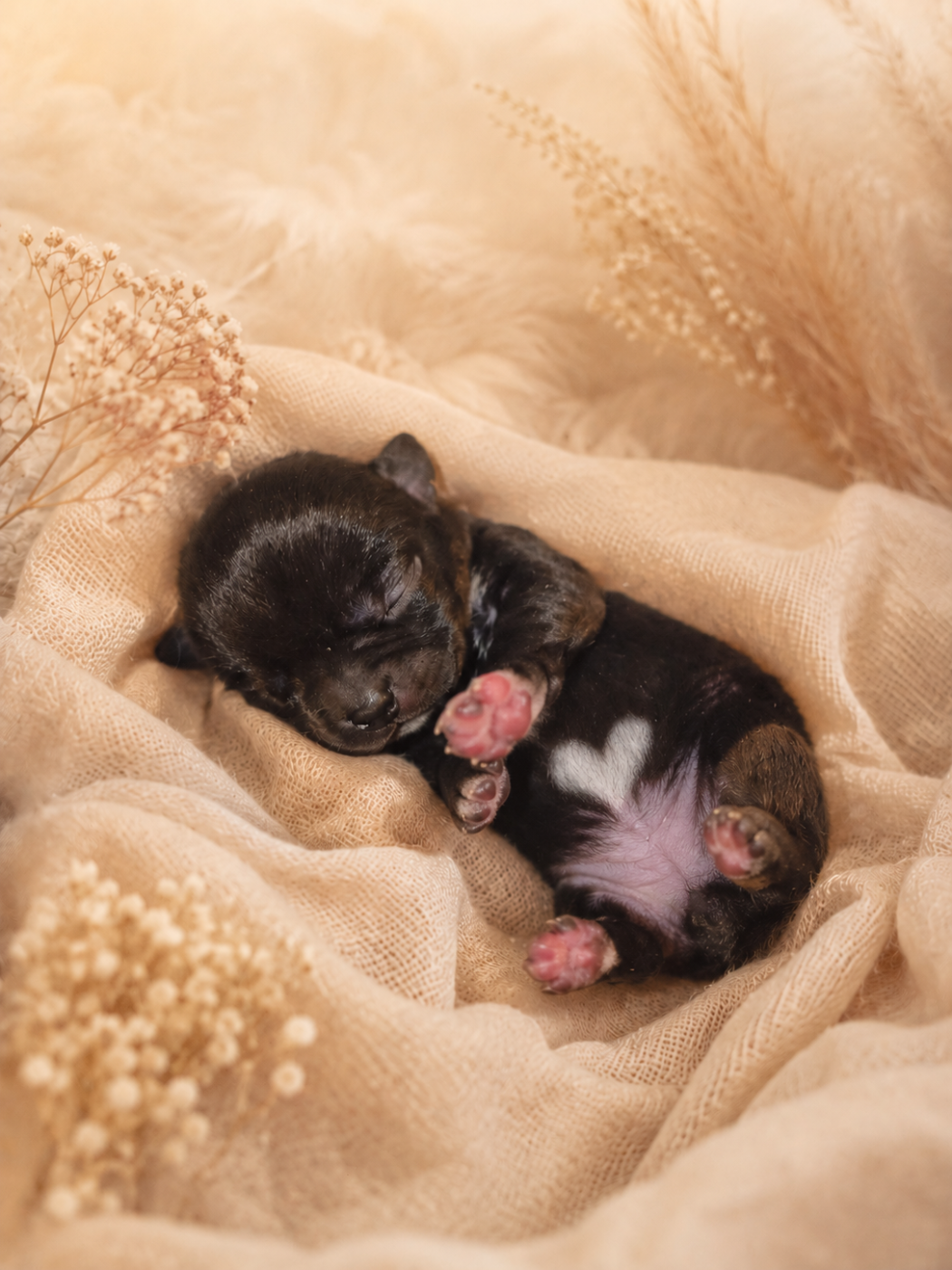De La Vallée D'Uria - Chiots disponibles - Chihuahua