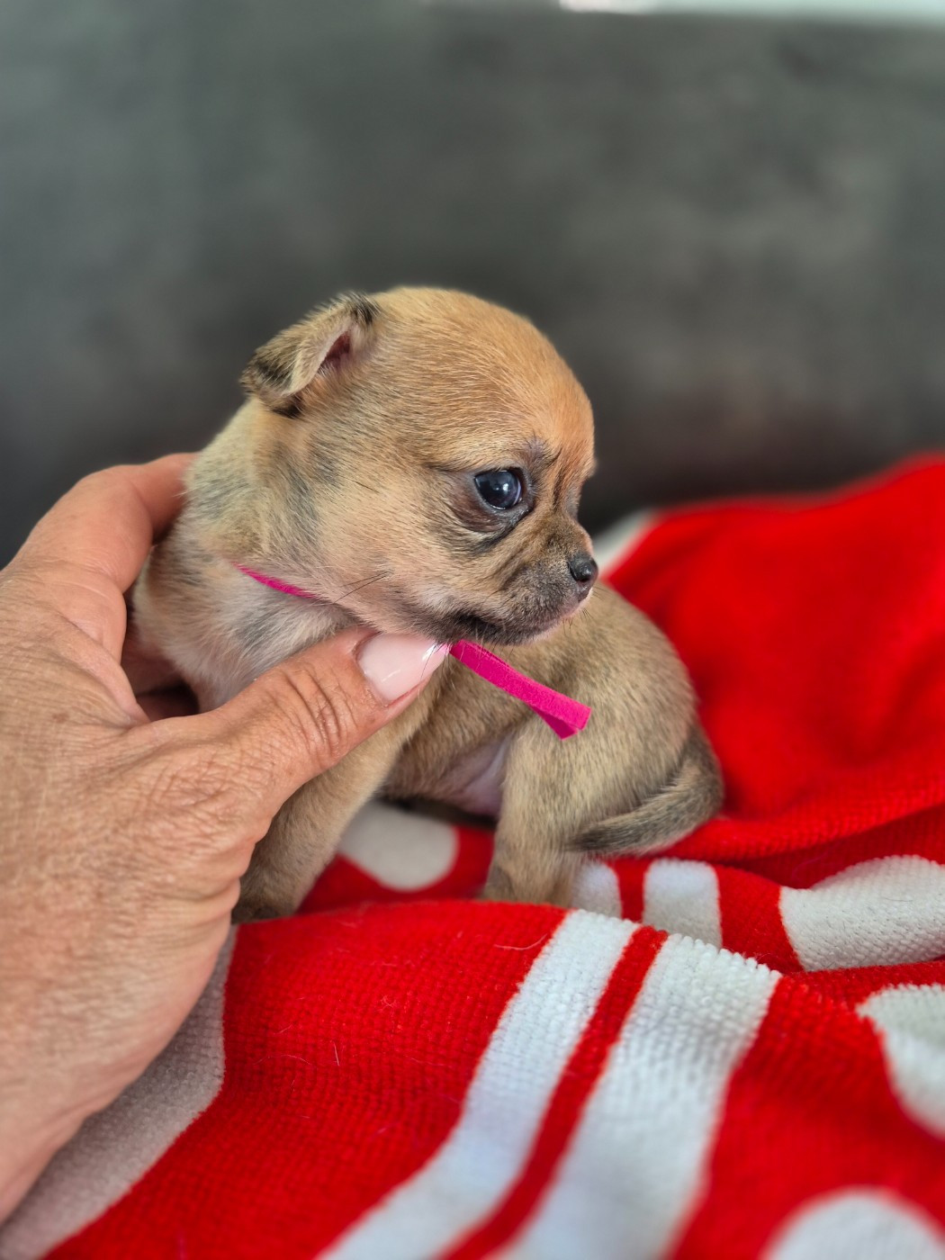 De La Vallée D'Uria - Chiots disponibles - Chihuahua