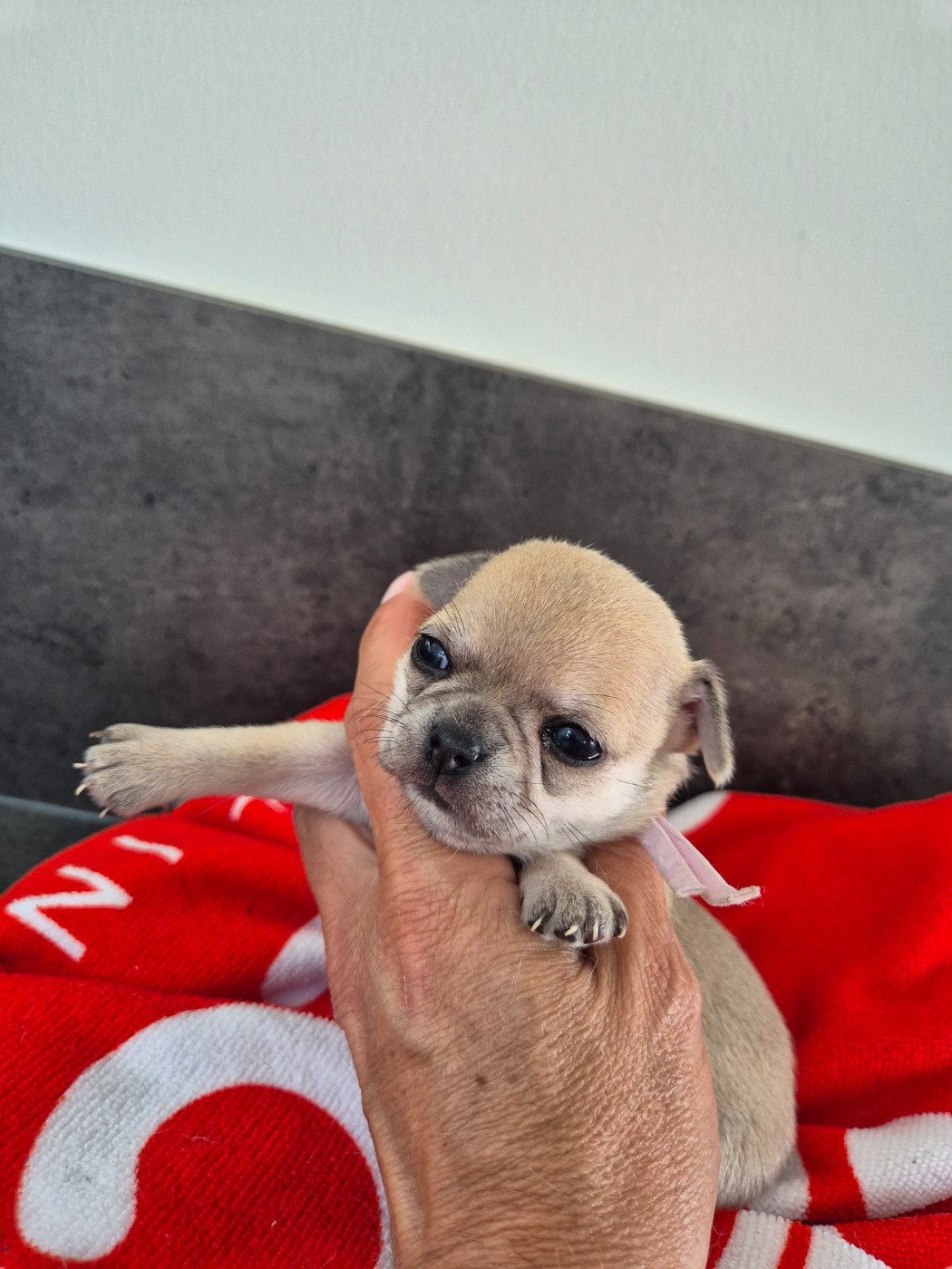 De La Vallée D'Uria - Chiots disponibles - Chihuahua