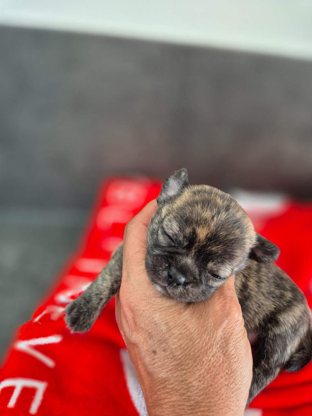 De La Vallée D'Uria - Chiots disponibles - Chihuahua