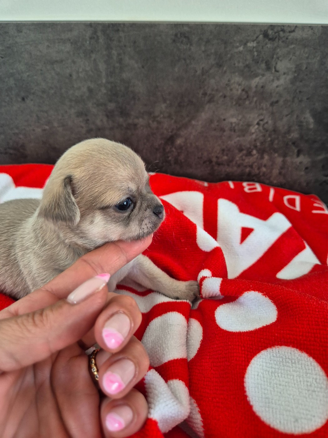De La Vallée D'Uria - Chiots disponibles - Chihuahua