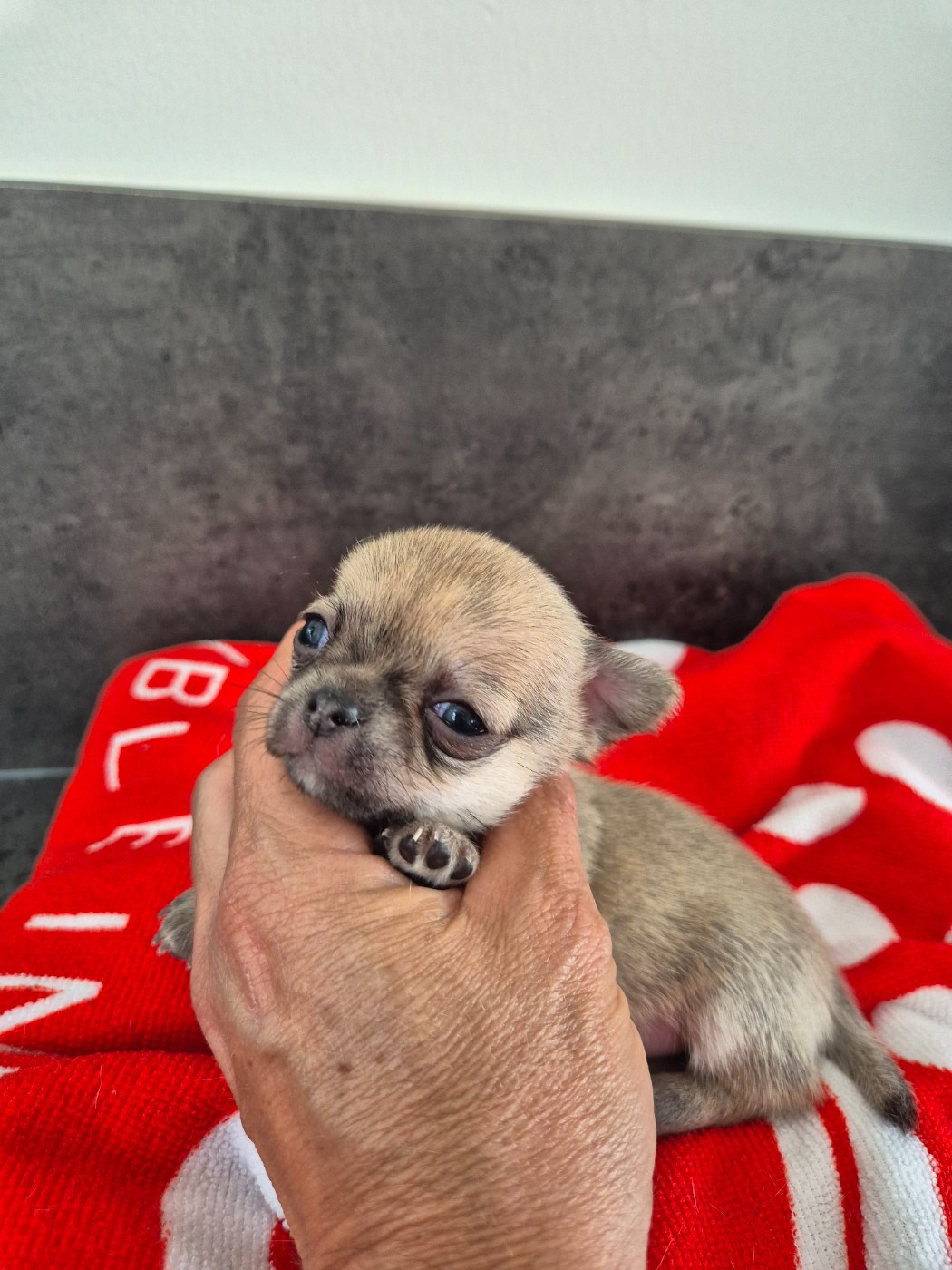 De La Vallée D'Uria - Chiots disponibles - Chihuahua