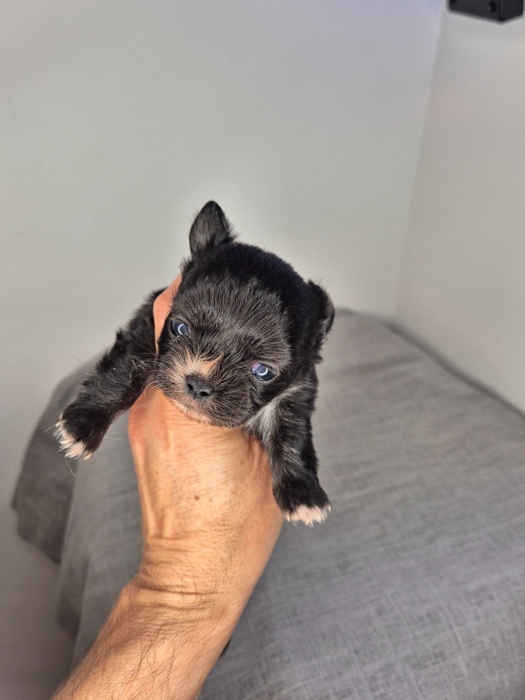 De La Vallée D'Uria - Chiots disponibles - Chihuahua