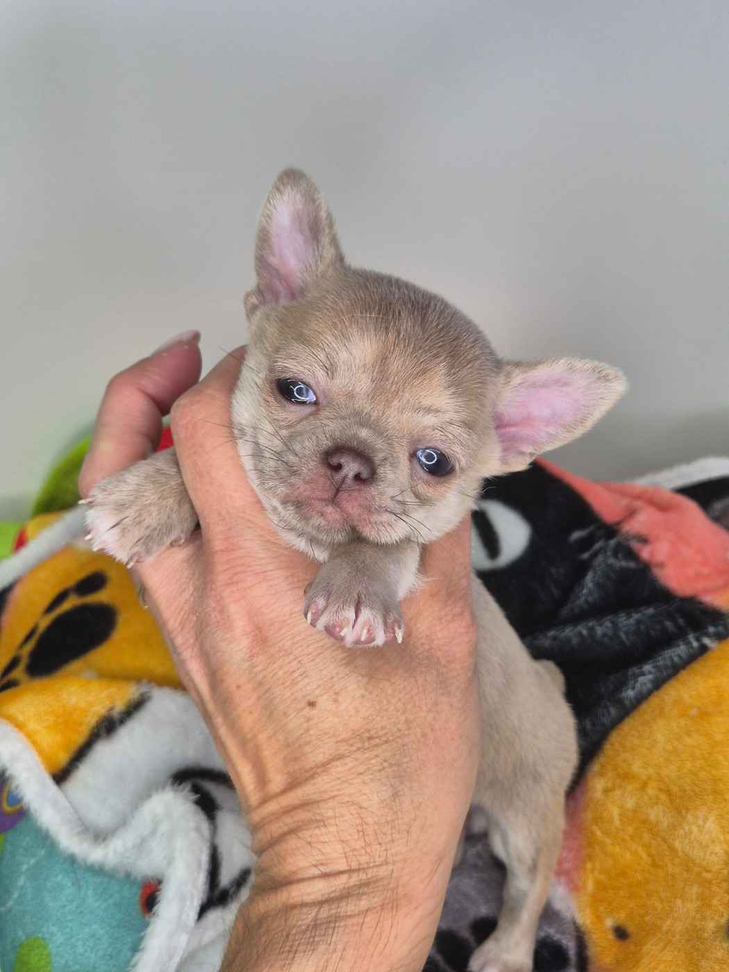 De La Vallée D'Uria - Chiots disponibles - Chihuahua