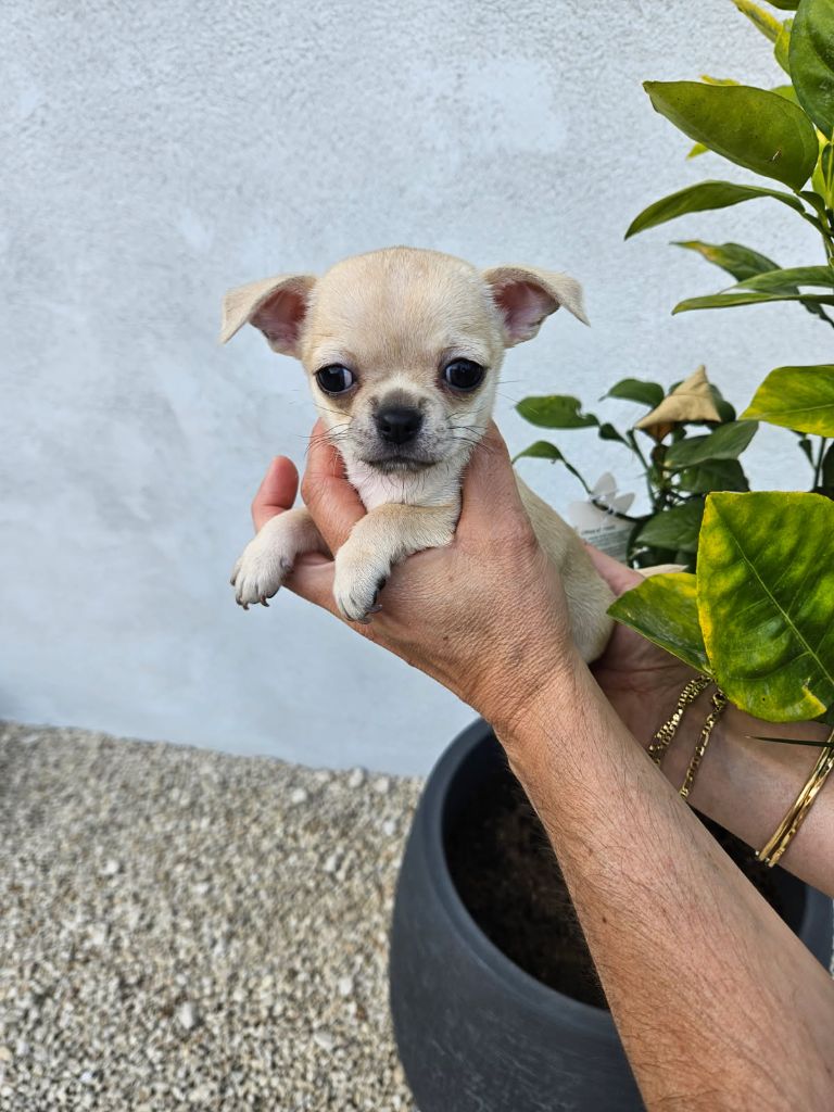 Sarah Fernandez - Chiots disponibles - Chihuahua