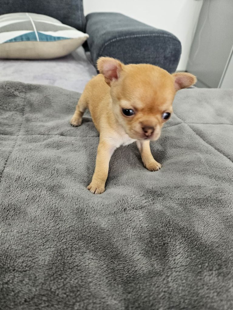 Sarah Fernandez - Chiots disponibles - Chihuahua