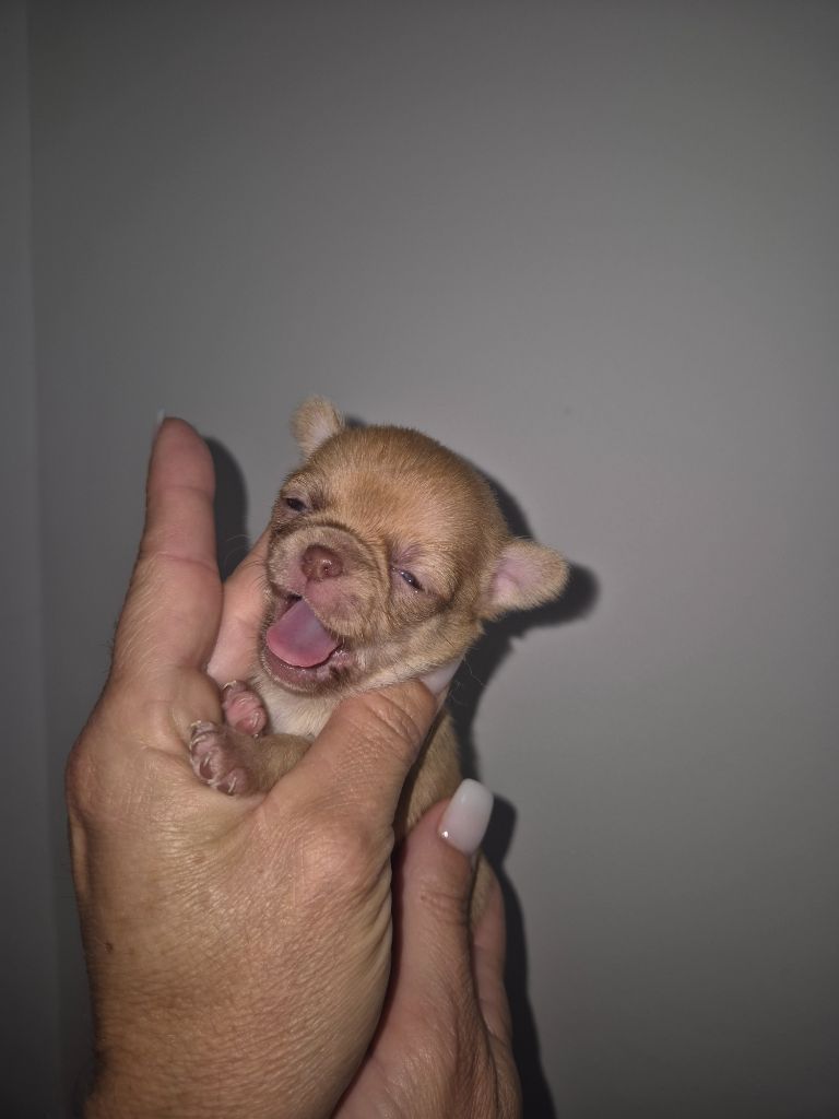 Sarah Fernandez - Chiots disponibles - Chihuahua