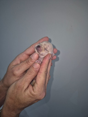 A stuart little de la vallée d'Uria 