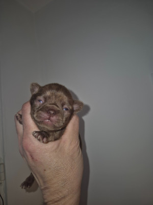 Bella brindle de la vallée d'Uria