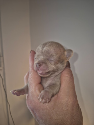 Blur brindle de la vallée d'Uria