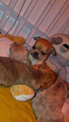 B'eve de la vallée d'Uria