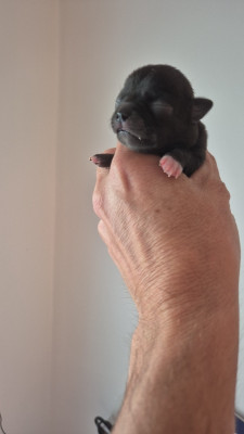 CHIOT 4