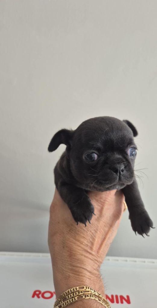 Sarah Fernandez - Chiots disponibles - Chihuahua