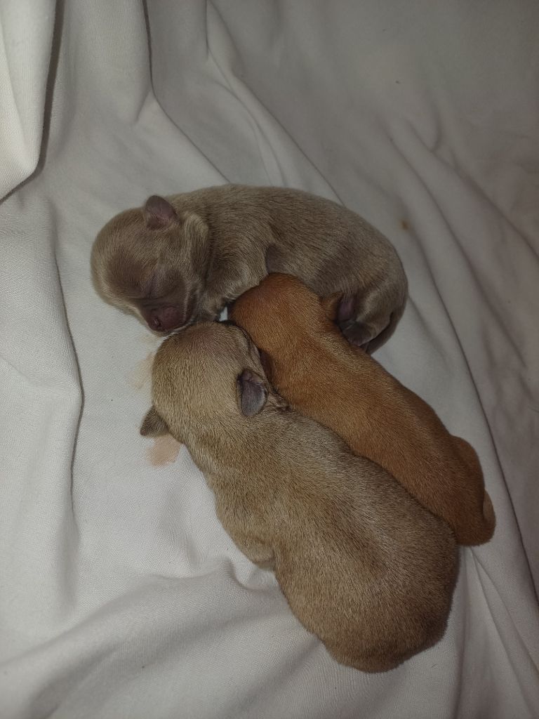 Chiot Chihuahua Sarah Fernandez