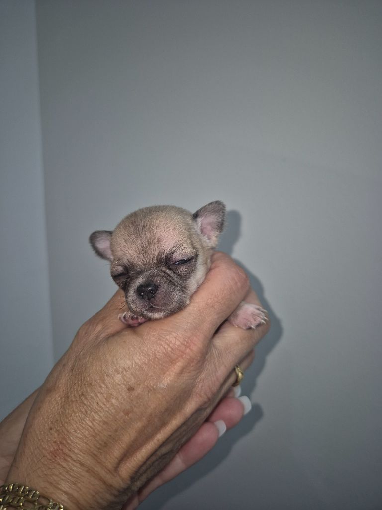 Sarah Fernandez - Chiots disponibles - Chihuahua